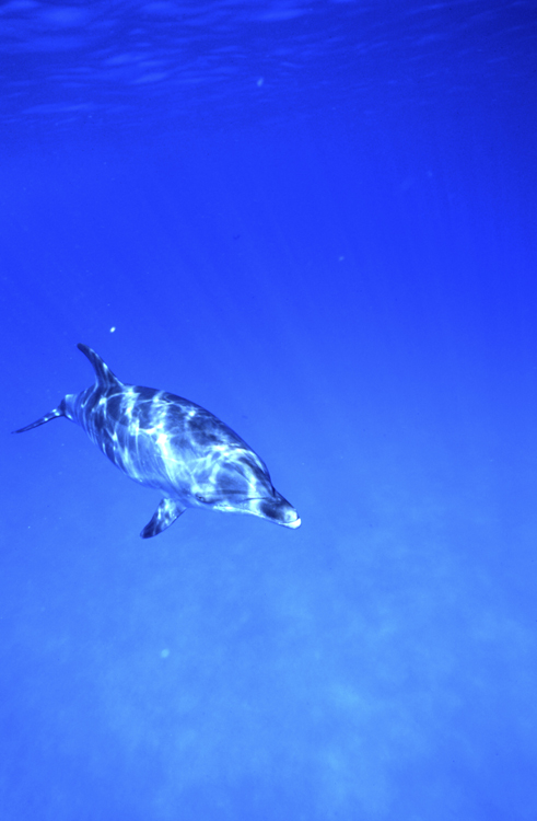 Angelee image;underwater;diving;dolphin;CAYMAN BRAC;CAYMAN IS;single;F254 11B 2